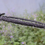 Tuyau goutte-à-goutte disponible en plusieurs tailles - 30 mètres - 3